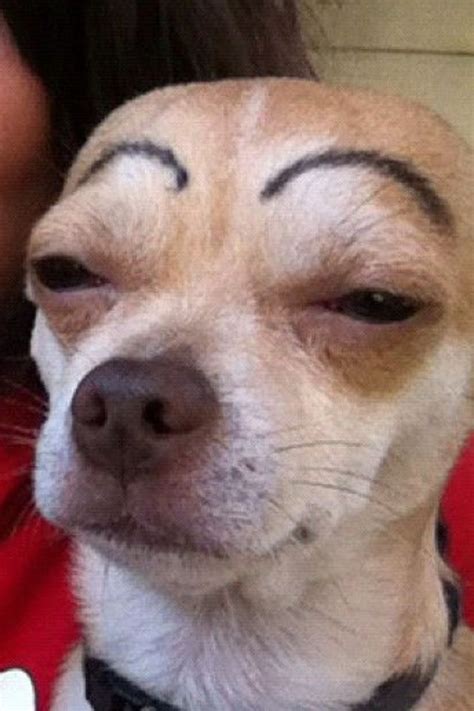 Sometimes they call me Get Back Here. . Chihuahua with eyebrows meme